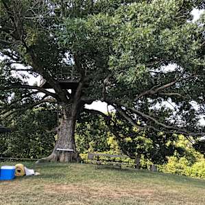 There’s plenty of space to set up camp under the tree, there a sturdy picnic table.
