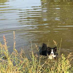 A little pond for your furry kids to cool off in.