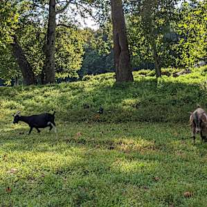 Wildcat Creek Farm