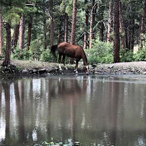 Horses drinking from the pond