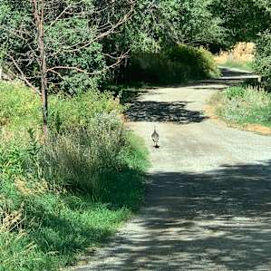 Wild Turkey! Running to catch up with his flock I didn't catch with my camera.