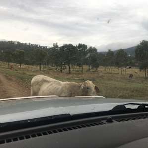 Cow jam on the driveway
