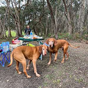 Wren Camping