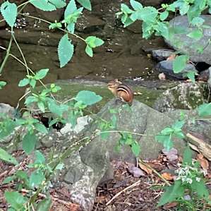 Cabin on the Little Creek
