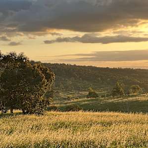 Birdsong Corner at One Green Sheep