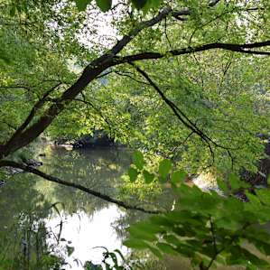Murphy Meadow