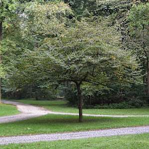 Murphy Meadow