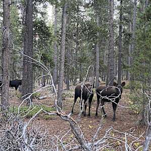 the great family that strolled by to get food.