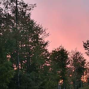 Firefly Woods