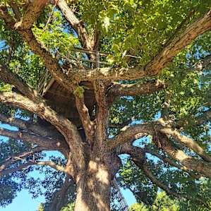 Big Oak Treehouse