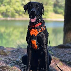 Theo loved being in the woods at Beltzville State Park.