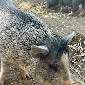 The pot bellied pigs that are being raised on the farm.