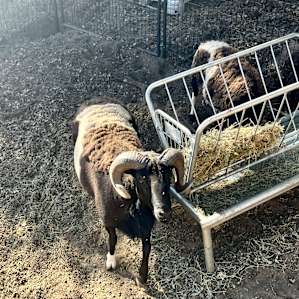 Two sheep that the host took on the care of from another neighbour who could no longer Keri them.