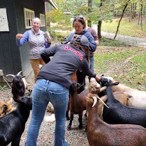 The goat herd!