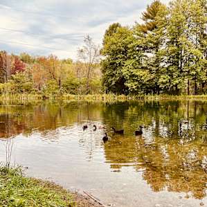 Songbird Suite on Large Pond