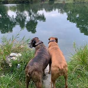 Songdog Meadows