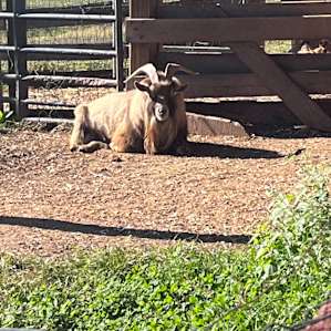 This goat sounds human!