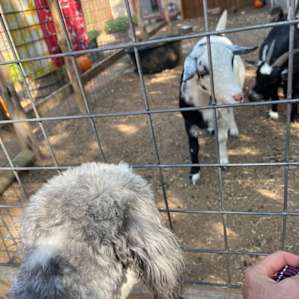 The goats are so cute!