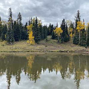 Nice reflection of the aspens off the trout pond.