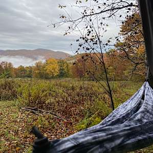 View from the hammock.