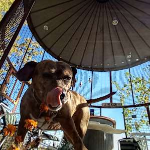 Enjoying the gazebo
