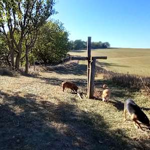 Looking back at the campsites in the trees, from the other end of the trail/farm