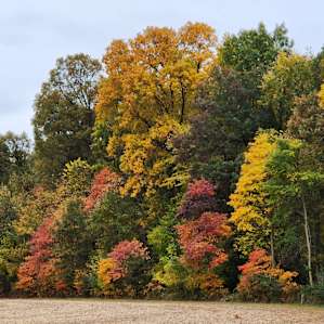 Walnut Valley Realm