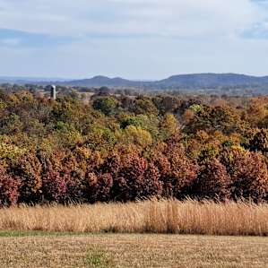 PeaceTree Farms Sunny Meadow