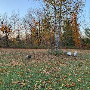 Natures Acres