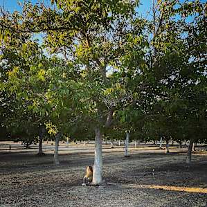 Lovely Walnut Grove for RV Camper