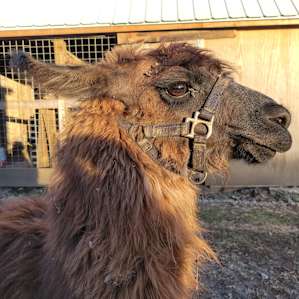 Book the llama hike with Penny and Scarlet.