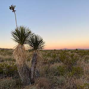 Yucca.