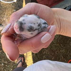 Baby rabbit-born 24 hrs ago