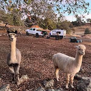 Camp with Critters