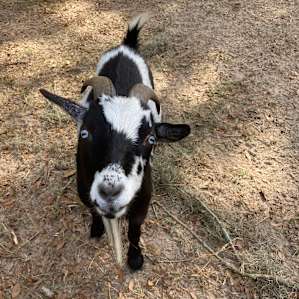 Goat House Farm Glamping