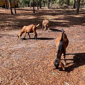 Goat House Farm Glamping