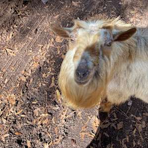 Goat House Farm Glamping