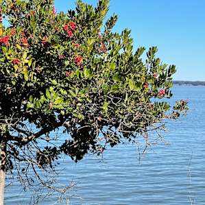 Toyon along the bay, plantlife along the bay
