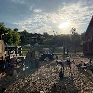 Photo of Lady Morphia's Castle on the Hill - Windy Goat Acres (21)