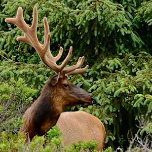Prairie Creek Redwoods State Park