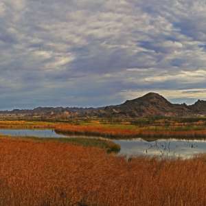 Picacho State Recreation Area