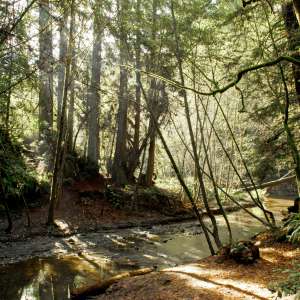 The Forest of Nisene Marks State Park