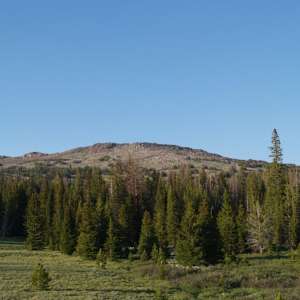 Black Hills National Forest