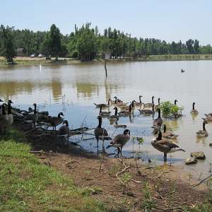 Lake Frierson State Park