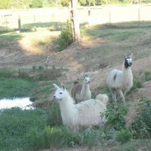 Llama Land Ranch
