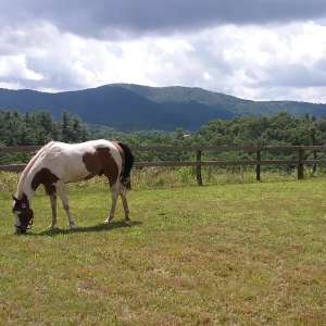 Blue Ridge Horse Adventures
