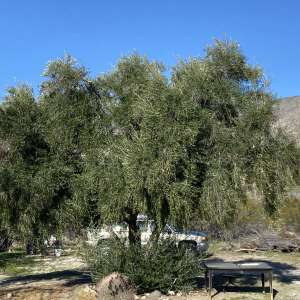 Camp Joshua Tree Finds