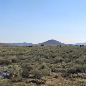 Privacy,Mountains,Wild horses,Mesa