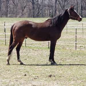 Calumet Run Farm-horse retirement