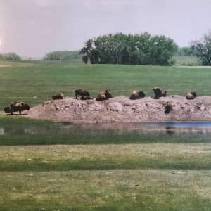 Steinke Ranch    Buffalo